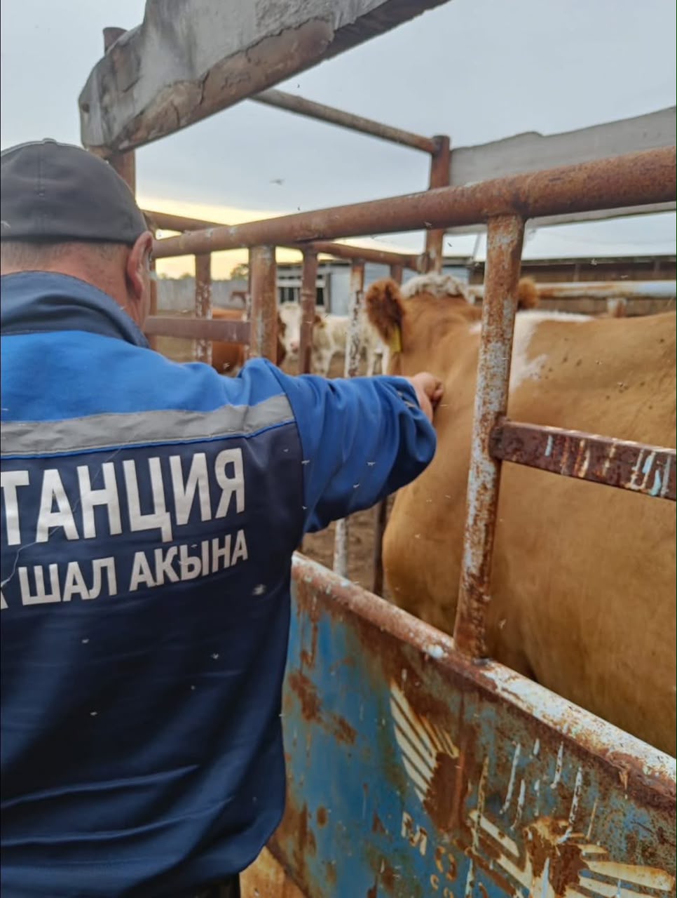 Эхинококкоз және етқоректі жануарлардың паразиттік аурулары