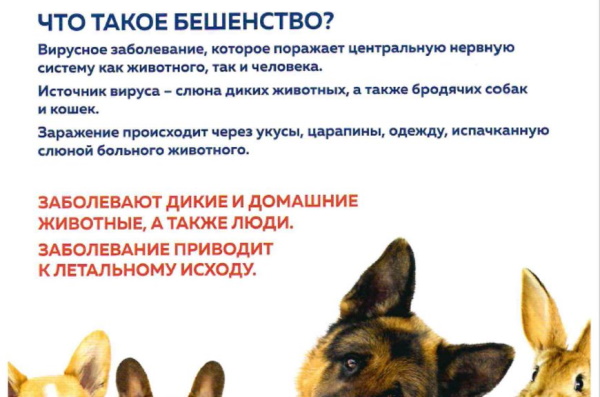Жануарлардың құтыруының алдын алу