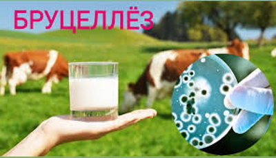 Бруцеллез – ауру малдан адамға жұғатын жұқпалы ауру